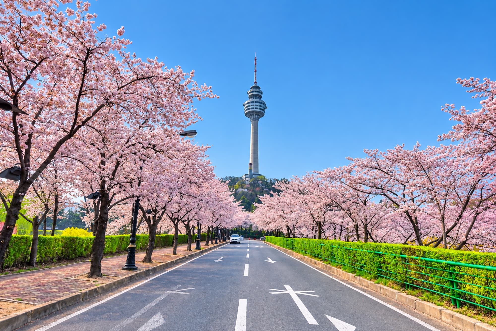 83 Tower in Daegu seen down a cherry-blossom-lined road in spring