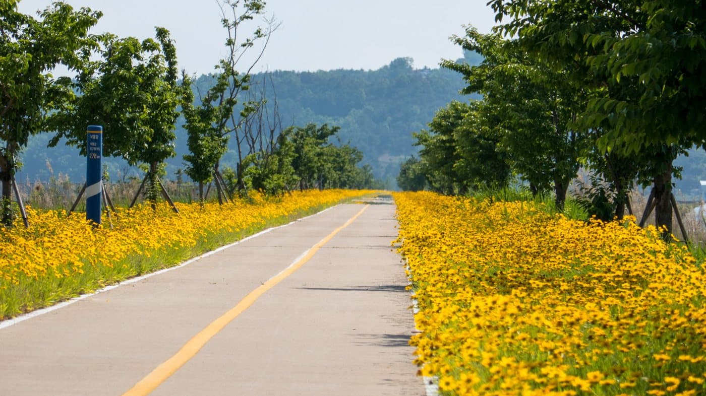 The riverside bike path lined on both sides with yellow coreopsis in full flower, a blue distance marker at the roadside